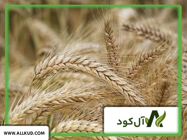 پر بازده ترین بذر گندم دیم