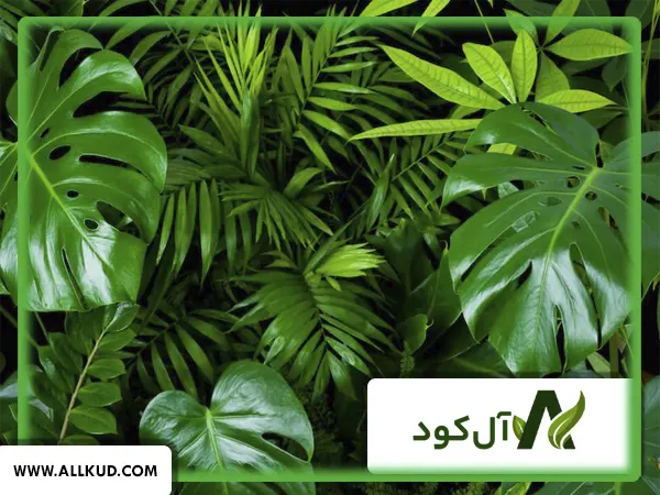 قیمت کود NPK خارجی در بازار و معرفی برترین برندها