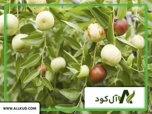 همه چیز درباره درخت کنار، نحوه کاشت و نگهداری