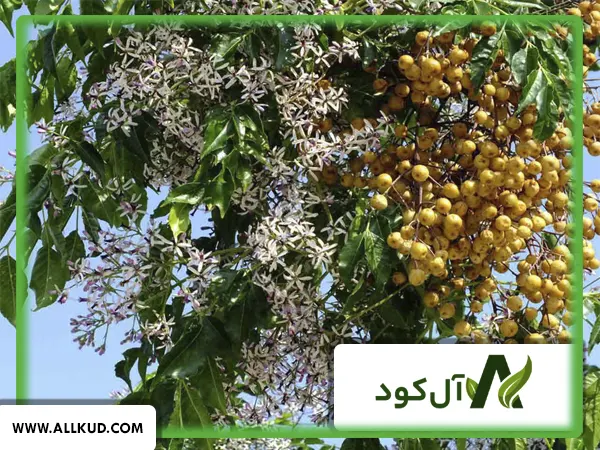 نگهداری و آبیاری منظم درخت کنار بالغ