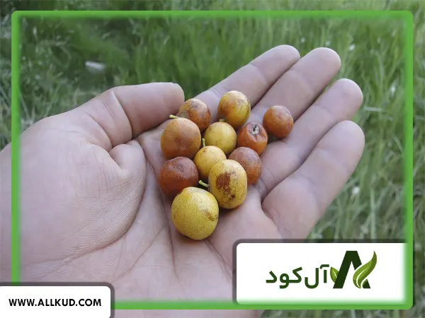 میوه و برگ های سالم درخت کنار