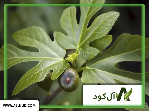 زمان استفاده از کود گلدهی برای انجیر