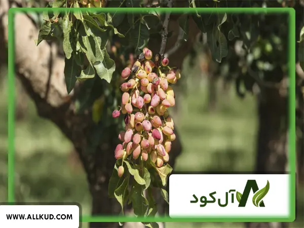 زمان مصرف کود فسفر بالا برای درخت پسته