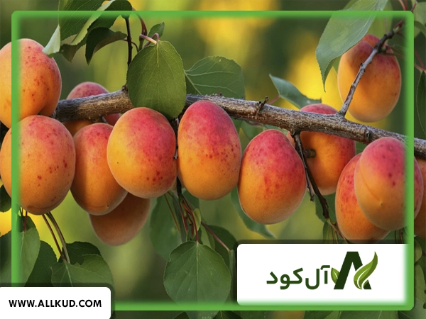 زمان مصرف کود پتاس برای درختان میوه