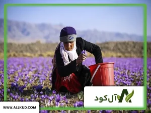 زمان استفاده از کود گوگرد برای زعفران