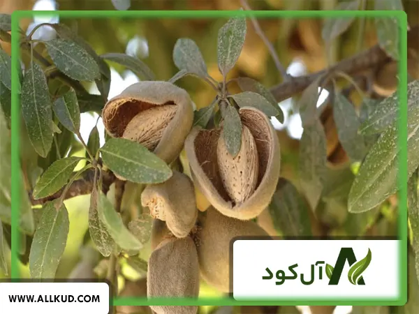 زمان استفاده از کود کامل سه بیست برای درخت بادام