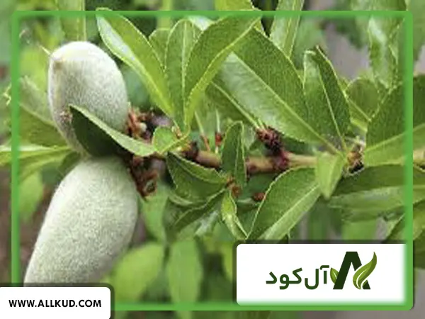 مزایای کوددهی صحیح درخت بادام