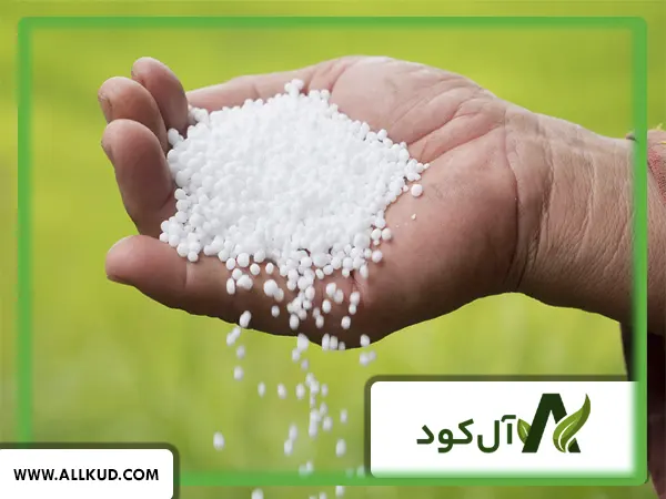 زمان مصرف کود اوره برای گوجه فرنگی