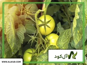 زمان مصرف کود اوره برای گوجه فرنگی