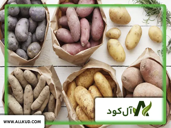 زمان مصرف کود اوره در سیب زمینی