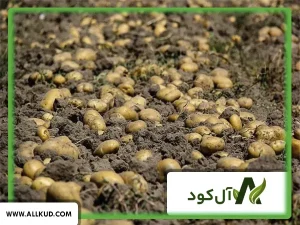 زمان مصرف کود اوره در سیب زمینی