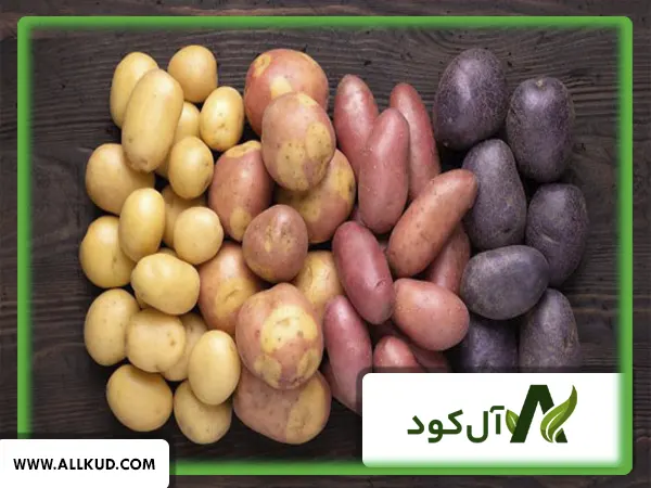 زمان مصرف کود اوره در سیب زمینی