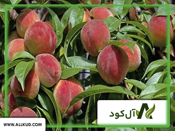 انواع بیماری‌های درخت هلو و راهکارهای کنترل آن