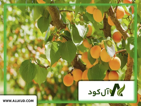 تاثیر کود 10  X گلد شوک بر روی درخت زردآلو