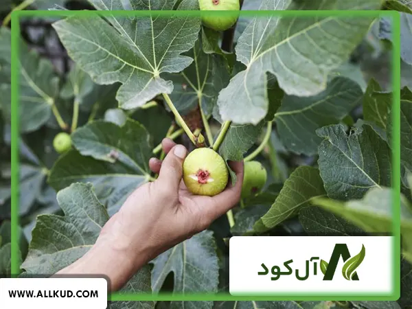 درخت انجیر با چه درختی پیوند میخورد؟