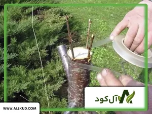 درخت انجیر با چه درختی پیوند میخورد؟