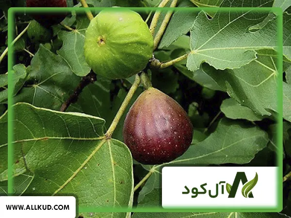 درخت انجیر با چه درختی پیوند میخورد؟