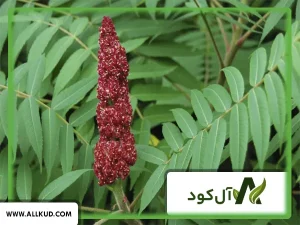 درخت سماق در کجا می روید؟