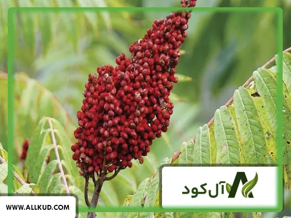 چشم اندازی از درختان سماق در زیستگاه طبیعی کوهستانی