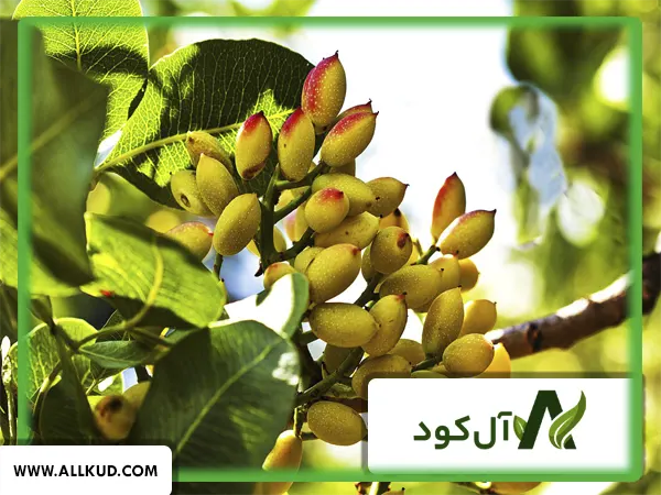 انواع پسته چند نوع است و به صرفه‌ترین نوع آن برای کشت کدام است؟