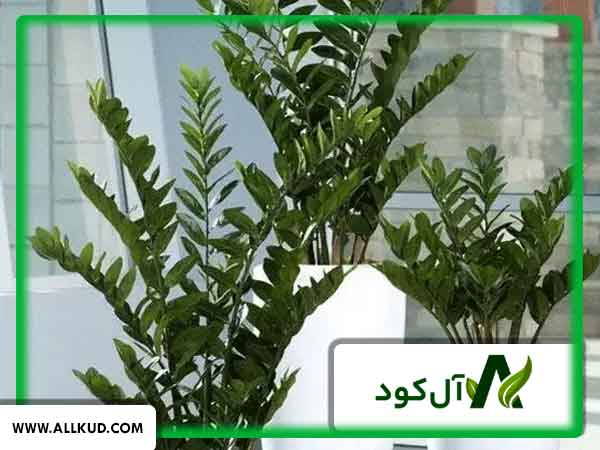 زرد شدن برگ زاموفیلیا
