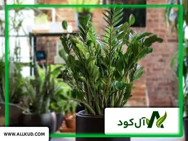 زرد شدن برگ زاموفیلیا