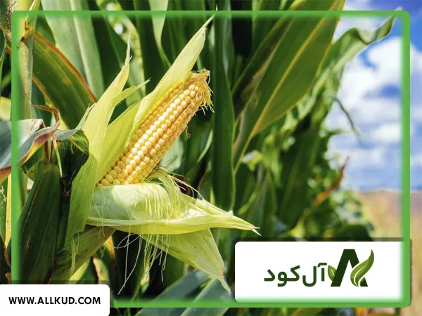 تاثیر کود 10  X گلد شوک بر روی ذرت