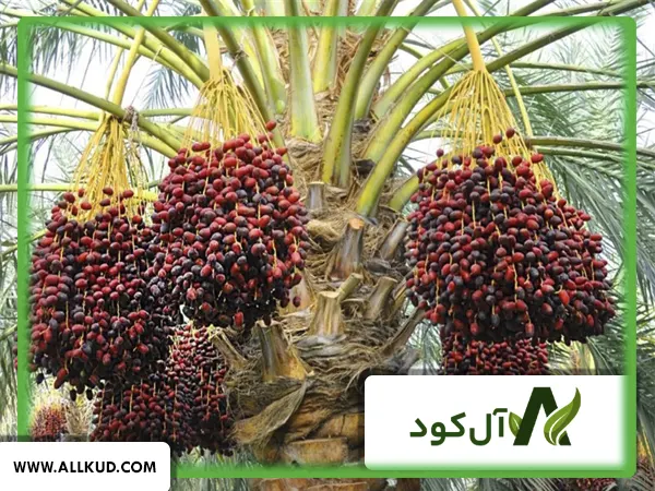 تاثیر کود 10X گلد شوک بر روی درخت نخل