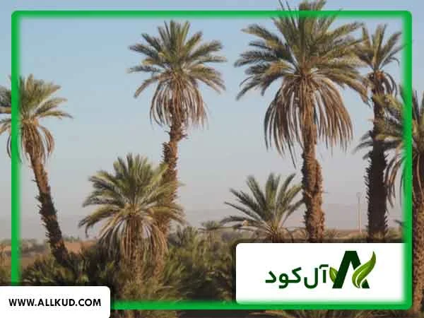 تاثیر کود 10X گلد شوک بر روی درخت خرما