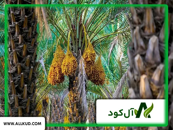 تاثیر کود 10X گلد شوک بر روی درخت خرما