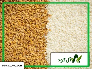 تاثیر کود 10x گلد شوک بر روی برنج