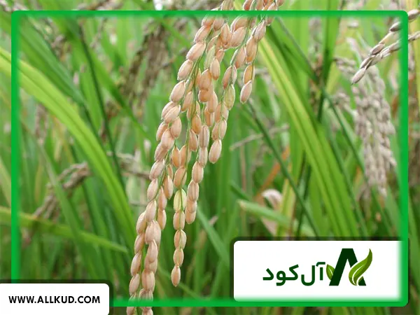 تاثیر کود 10x گلد شوک بر روی برنج