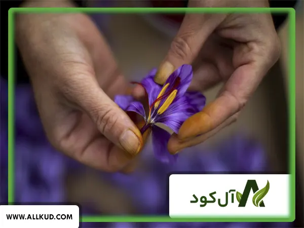 تاثیر کود 10x گلد شوک بر روی زعفران