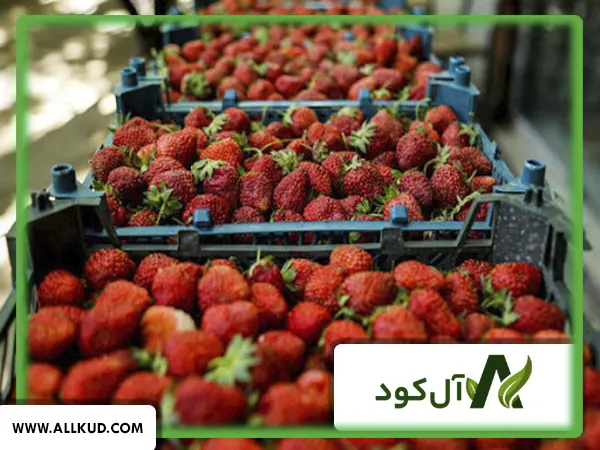 تاثیر کود 10x گلد شوک بر روی توت فرنگی