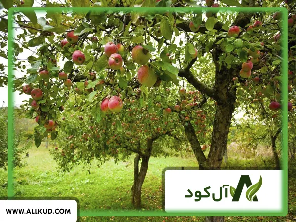 میزان مصرف هیومیک اسید برای مزارع و باغ‎های مختلف چقدر است؟