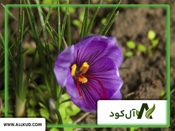 تاثیر ذرات عناصر فسفر بر روی ریشه زعفران