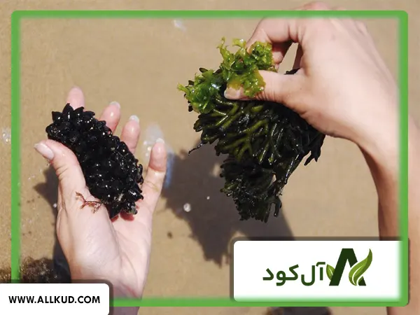 تاثیر ترکیب جلبک دریایی و آمینو اسید در خوشه بندی گندم