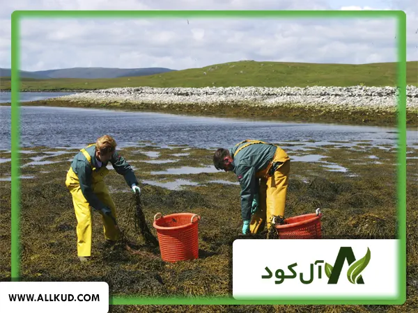 تاثیر ترکیب جلبک دریایی و آمینو اسید در خوشه بندی گندم