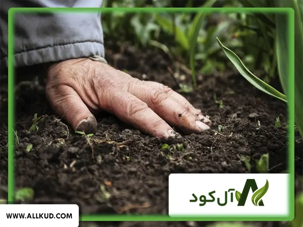 تاثیر ترکیب جلبک دریایی و آمینو اسید در خوشه بندی گندم