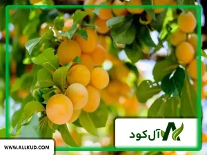 کود مورد استفاده برای بعد از برداشت درختان میوه