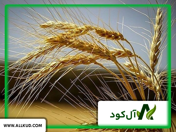 بهترین برنامه غذایی گندم دیم