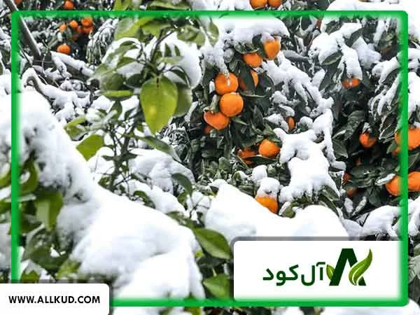 بهترین کود برای درختان میوه در فصل زمستان