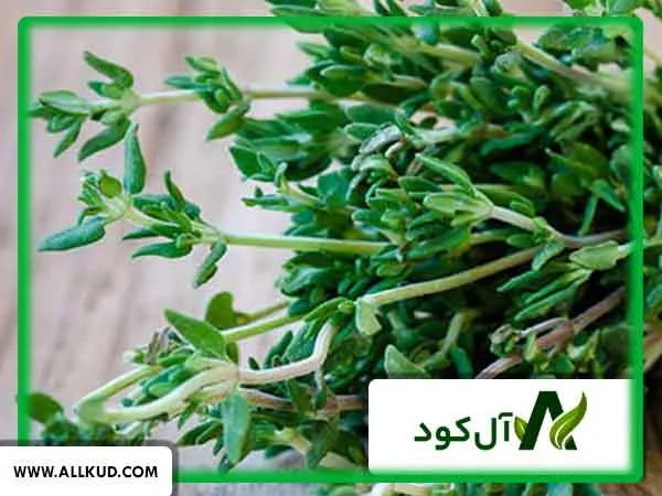 معرفی 5 گیاه دارویی قابل کشت در منزل با ساده ترین روش