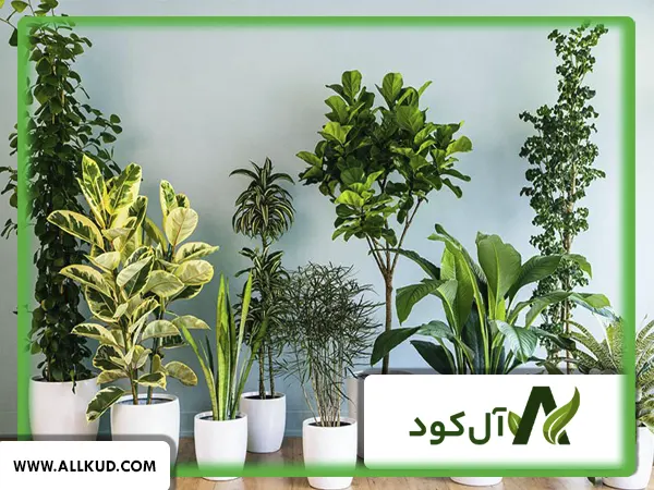 گیاهان تصفیه‌کننده هوا