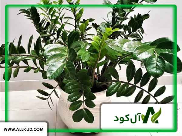 گیاهان تصفیه‌کننده هوا