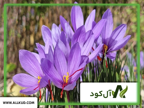 برای زعفران آبیاری قطره ای بهتر است یا آبیاری بارانی؟