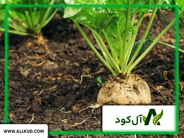 بهترین کود برای درشت شدن چغندر قند
