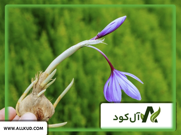 آب و هوای مناسب رشد زعفران