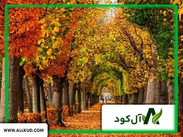 بهترین کود برای درختان میوه در فصل پاییز