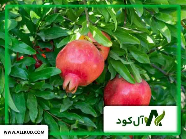 بهترین کود برای درخت انار